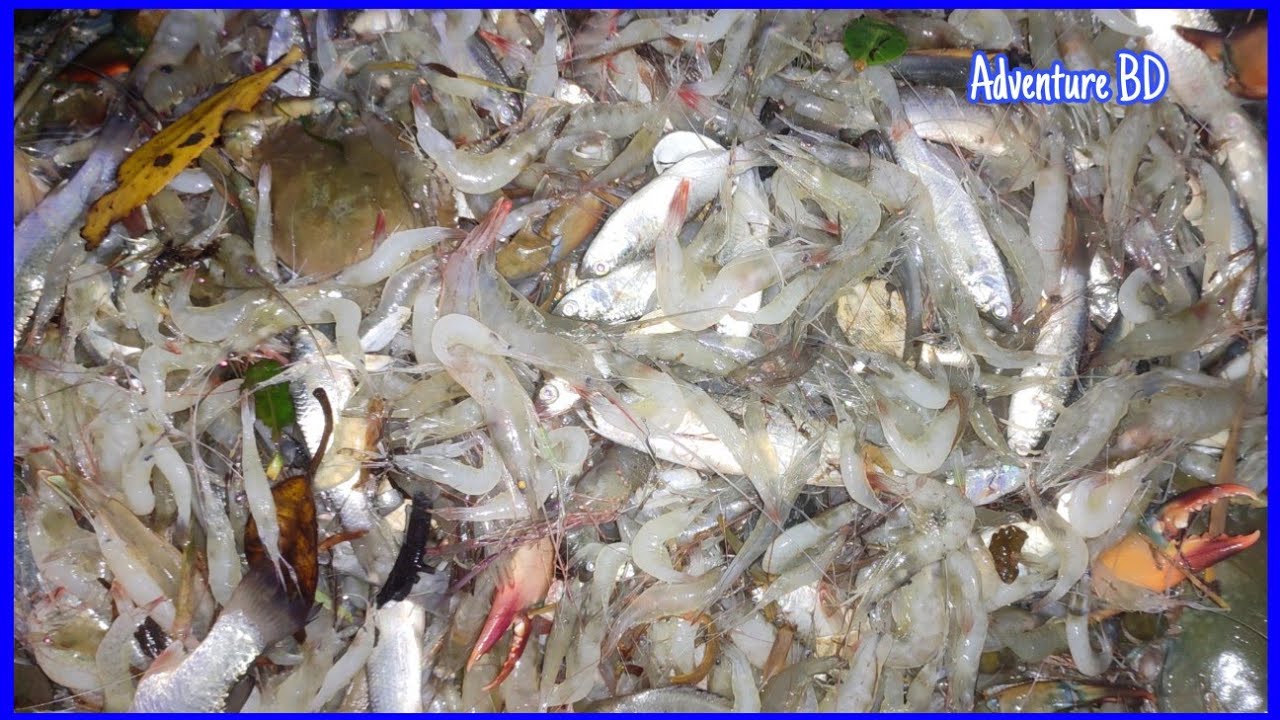 Adventurous Shrimph Fish Catching Under River Water at Sunderban! Prawn