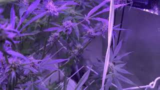 Week 3 Flower: Grow Strong Cup