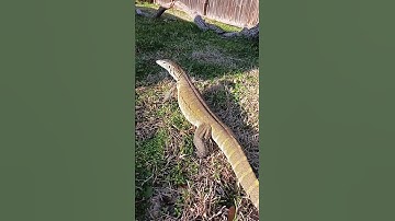 Nile monitor handling tips and tricks outside.