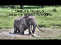 Tribute to ISILO last of the Great Tuskers