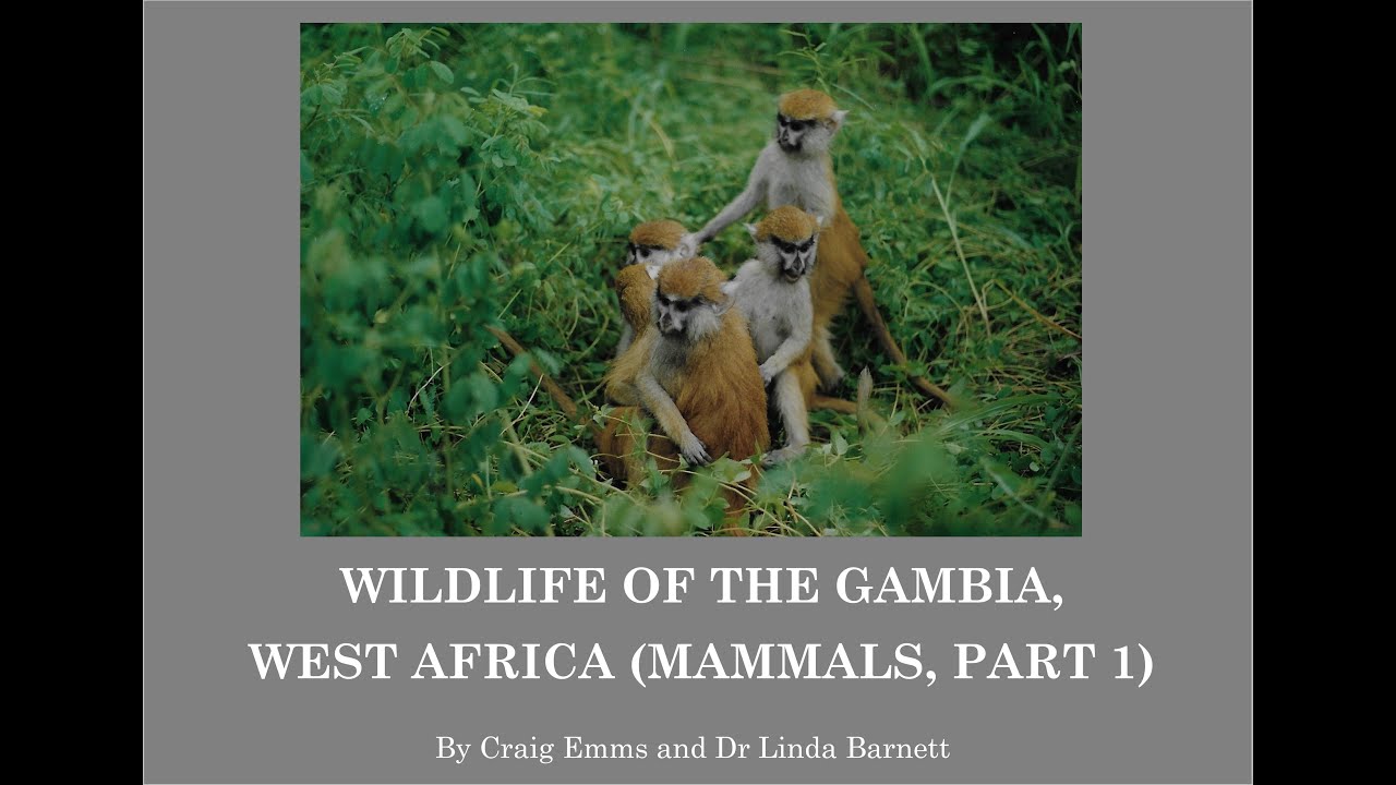 The Mammals of The Gambia - YouTube
