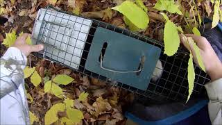 😖Sprayed By A Skunk!!! Release Goes Wrong!!😖