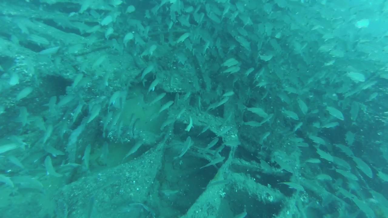 Spearing grouper and flounder off Carolina Beach North Carolina YouTube
