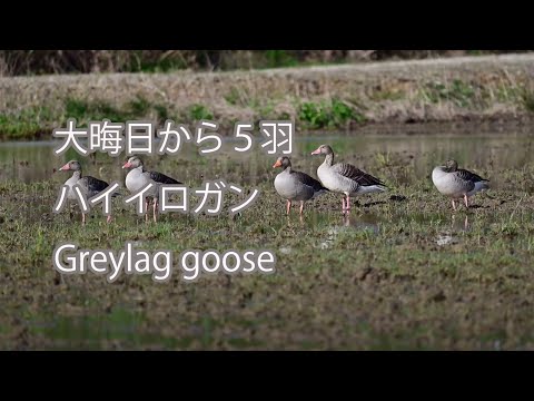 【大晦日から５羽】ハイイロガン Greylag goose