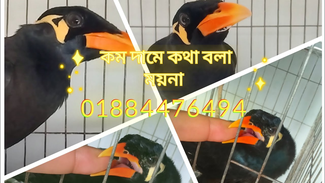 কম দামে অরিজিনাল কথা বলা ময়না পাখি যাদের লাগবে কল করুন 01884476494 imo WhatsApp