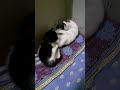 Cute Baby Cat Funny Videos #CuteBabyCatPlaying | Cute Baby Cats Playing Together #CatFunnyVideos 🐱🐈❤