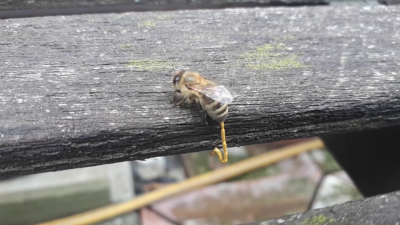 Honeybee pooing YouTube
