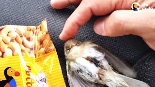 Freezing Bird Trapped on Car Roof Rescued by Perfect Guy | The Dodo
