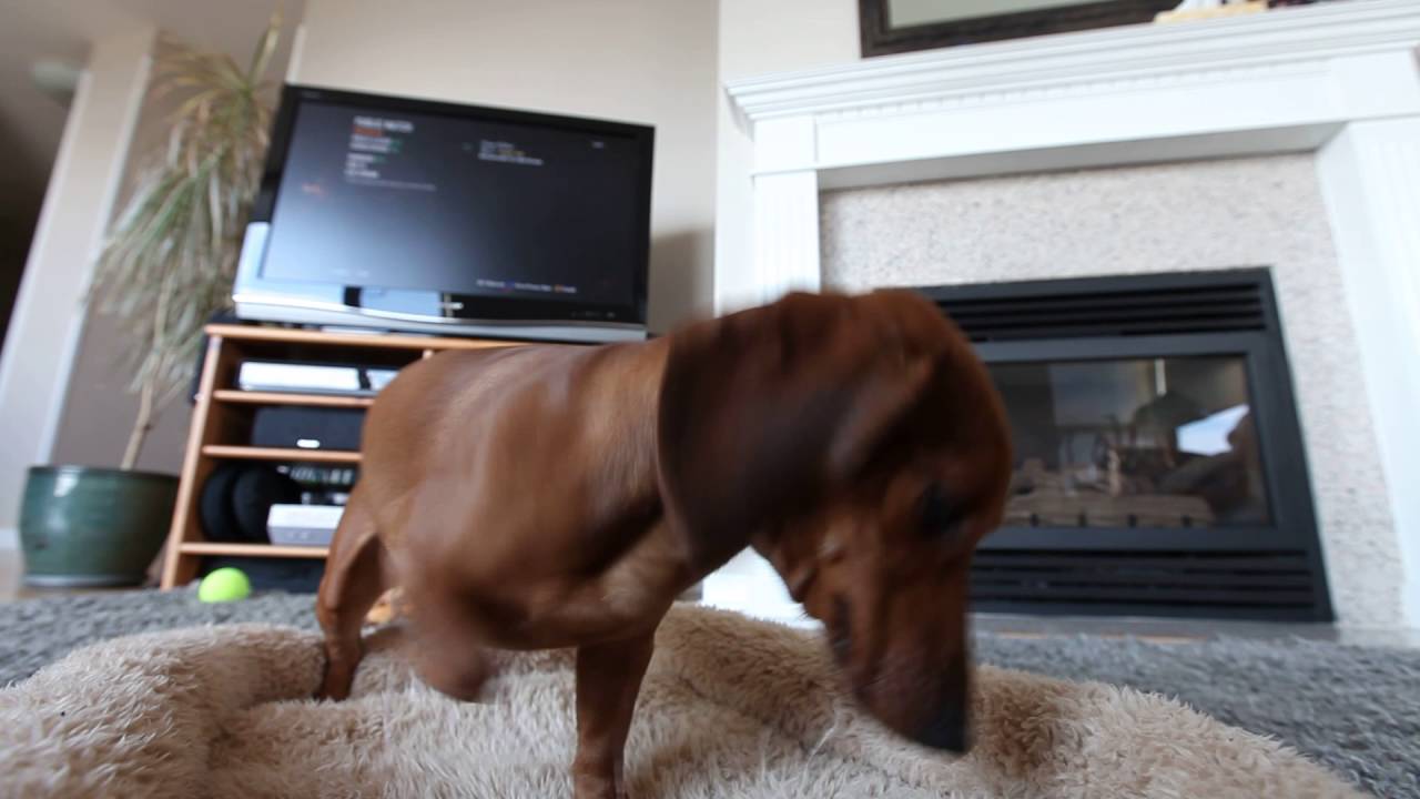 Cute dachshund digs in bed YouTube