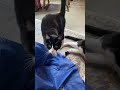 My young cats are awesome ! #love #cat #life