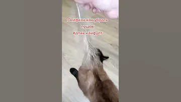 Как убрать шерсть с кота лайфхак #shorts