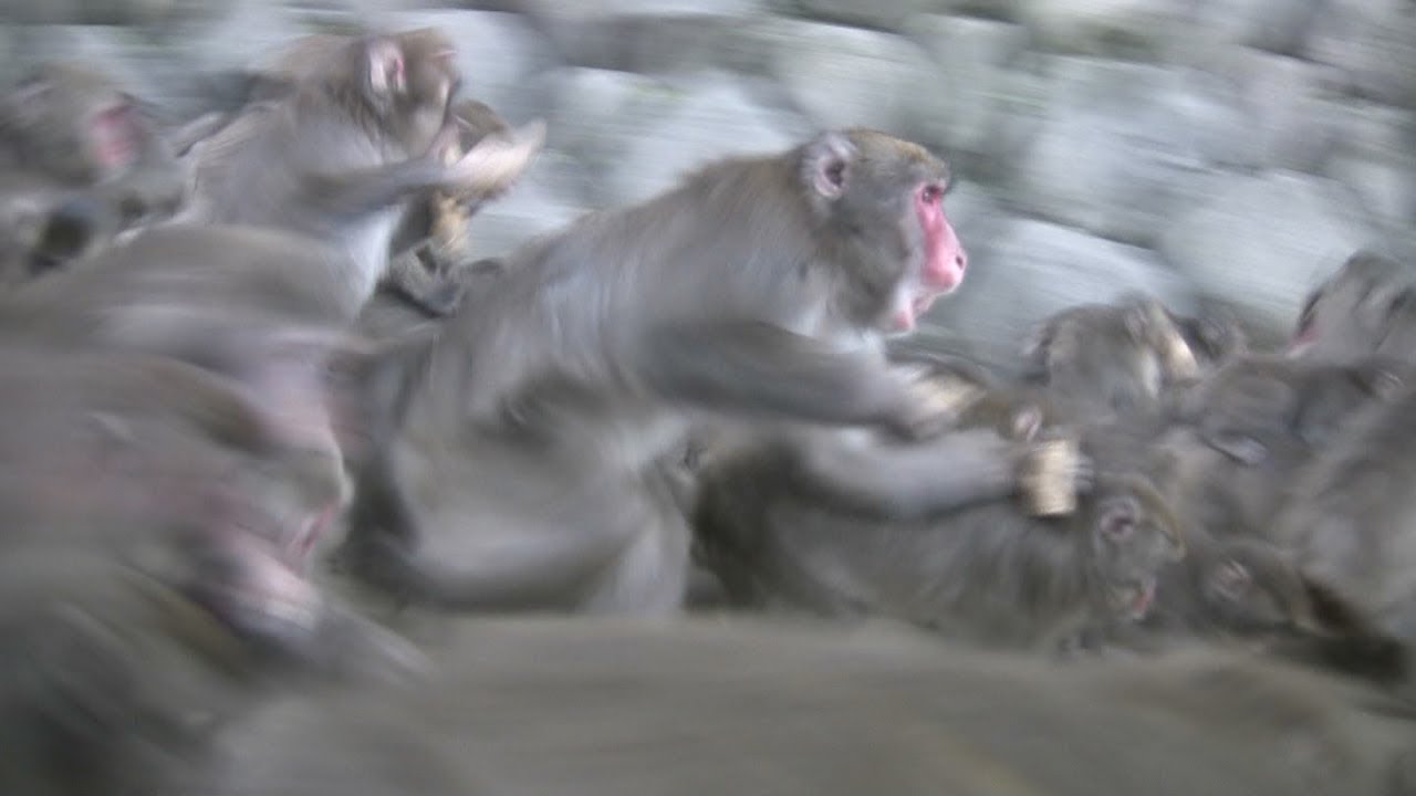 さる 2点おまとめ さる 2点おまとめ さる 2点おまとめ