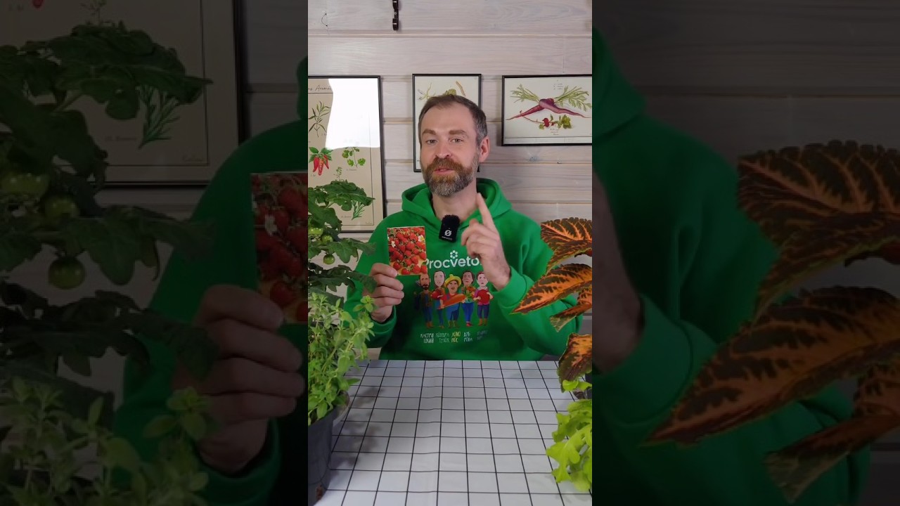 Сладкую ароматную землянику будете собирать всё лето! Только успейте посеять!