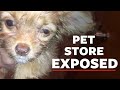 Mistreatment at nyc pet store