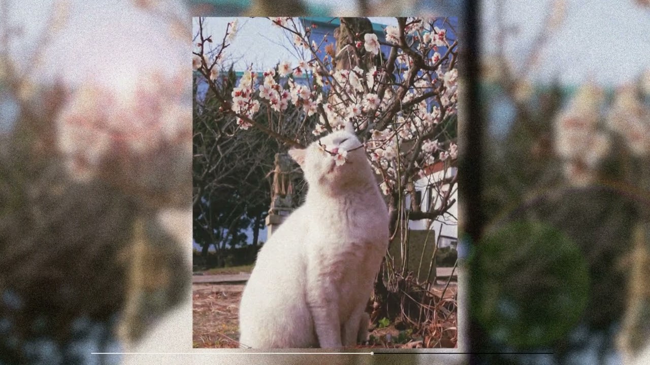 [Free] Tame Impala x Frank Ocean Type Beat - Cherry Blossoms