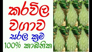 gewathu wagawa karawila | bitter gourd cultivation in srilanka | karvila saha roga | gardening tips