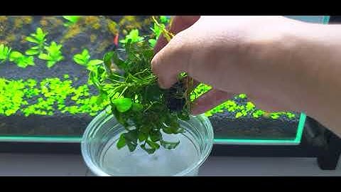 [VBLOG #03 Ngày 8.9.2020] Diệt rêu tóc sau 5 ngày, tiến hành dọn xác của rêu tóc