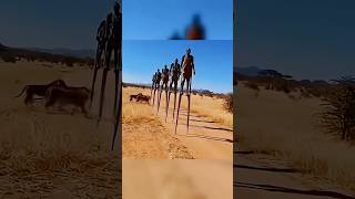 Why Lions are TERRIFIED of These Humans! 🦁🛡️ #Shorts #Survival