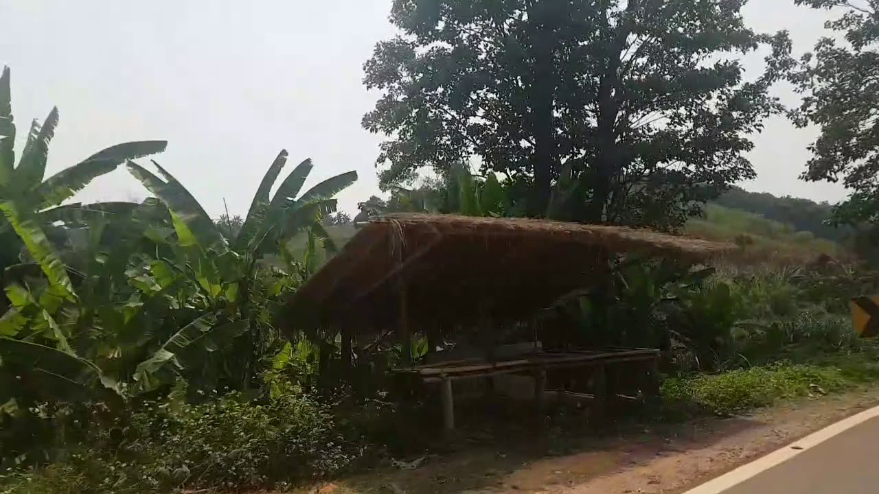 Plantation de thé Doi mae salong