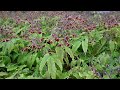 Epimedium barrenwort production tips  upcoming varieties  walters gardens