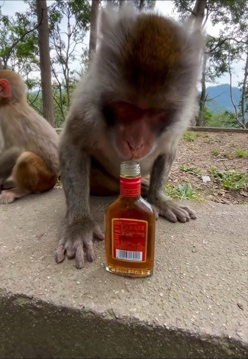 Monkey drinking alcohol 😨#shorts #viralshorts #youtubeshorts