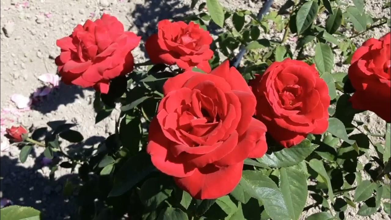 Красный конь, это ого го какой конь, роза парковая. Питомник Роз Полины ...