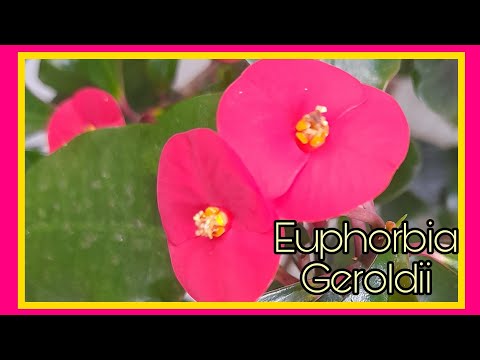 Vídeo: La Flor D’Euphorbia és Una Bella Planta Amb Saba Verinosa