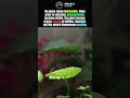 Visible Photosynthesis