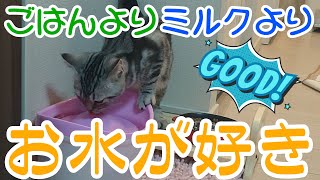 心配なくらいお水を飲む生後4か月の子猫 by ミル日記 33 views 2 years ago 2 minutes, 20 seconds