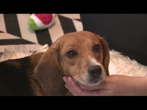 16 beagles take