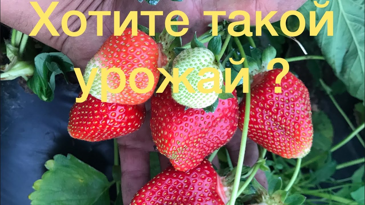 Как правильно организовать полив