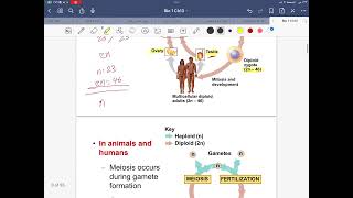 Bio 101 | Chapter 13 | Meiosis | Part 1