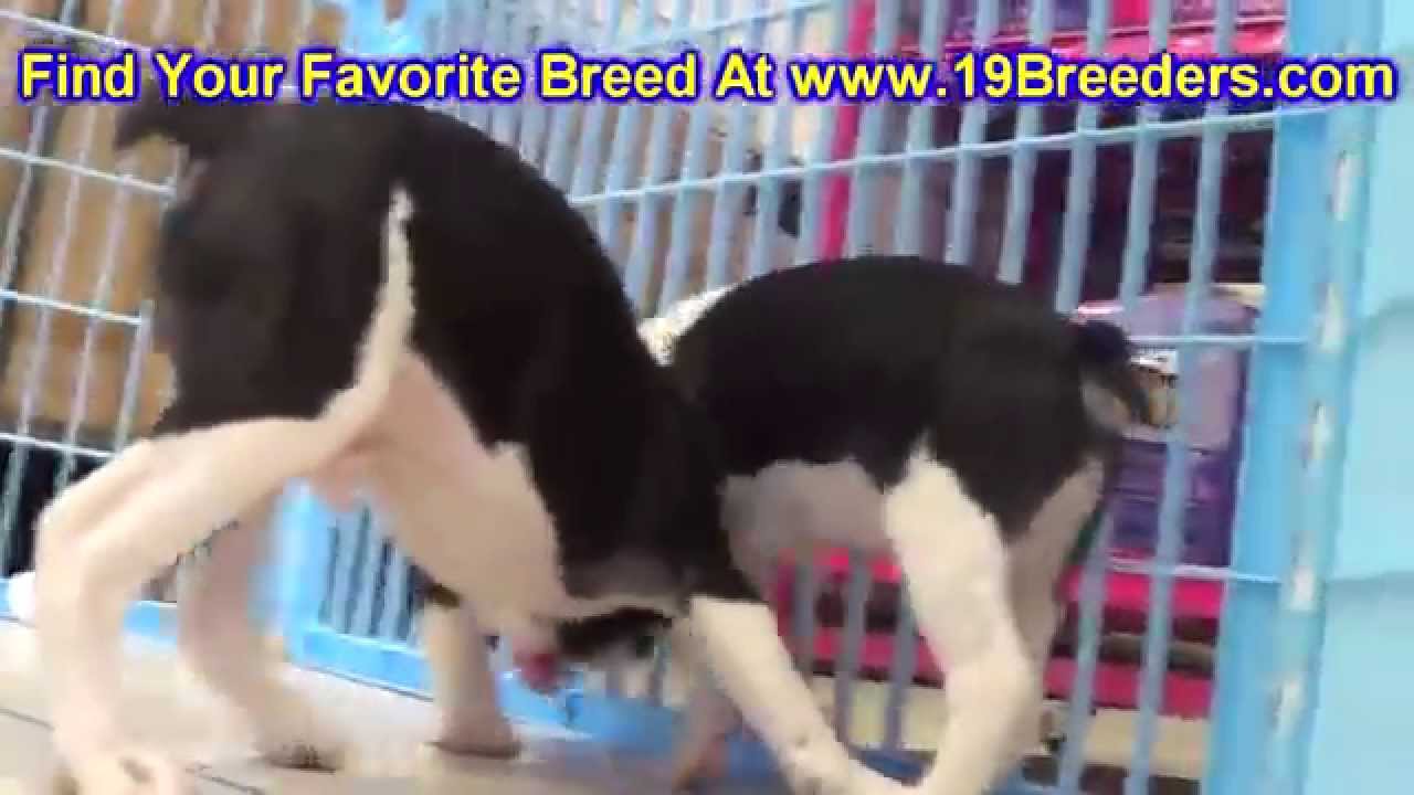 Frenchton, Puppies, Dogs, For Sale, In Chicago, Illinois ...