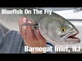 Bluefish On The Fly, Barnegat Inlet, NJ - Wooly Bugged