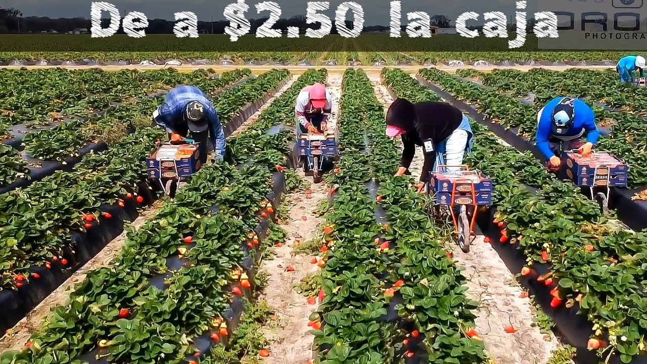 КТО БЫ НИ СКАЗАЛ, ЧТО ЖЕНЩИНЫ НЕ МОГУТ, СЕЛЯНА БОРЮТСЯ ЗА ЭТО В ЛА-ФРЕСЕ