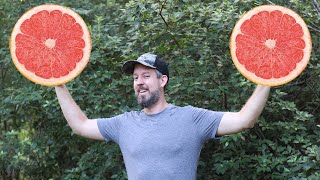 How to Grow Grapefruit Seeds [Without Killing Them]