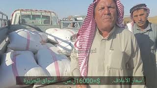 أسواق الأعلاف شرق سوريا 21-8-2023أرتفاع متزايد على مادتي القمح والشعير والقيمة الشرائية ضعيفة؟؟؟