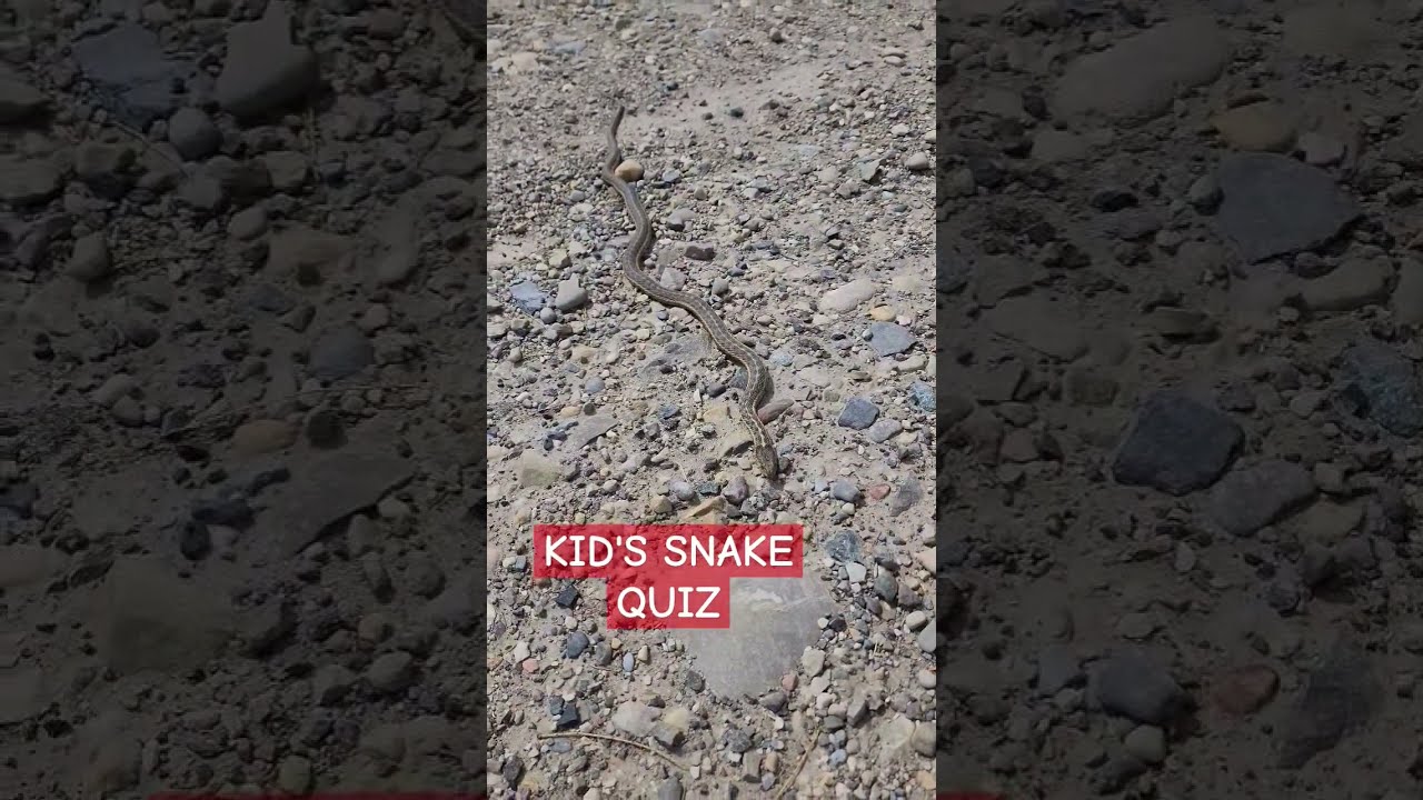 In Northern Utah What Kind Of Snake Is This 