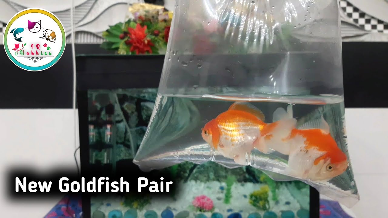 Curated visual reference: Fresh Look at My New Goldfish Pair New Aquarium Setup For Goldfish