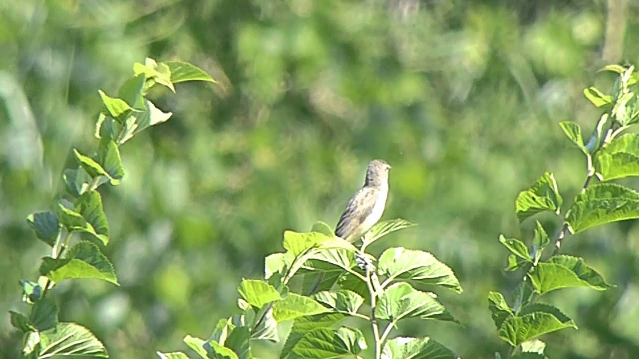 ヨシキリの鳴き声 Youtube