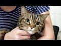 Ласковый кот сидит на руках и мурлычет/антистресс видео; Сat sits on lap and purrs/anti-stress video