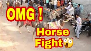 Omg Horse Doing Fight In Show.... Kathiyawadi Horse Indian Horse Breed