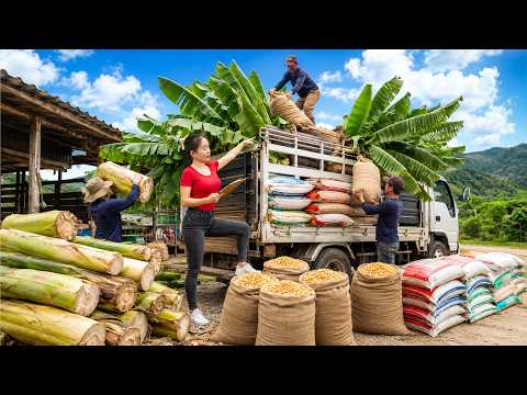 Farm Life: Buying Corn and Livestock Feed by Truck for Pigs, Chickens, and Goats