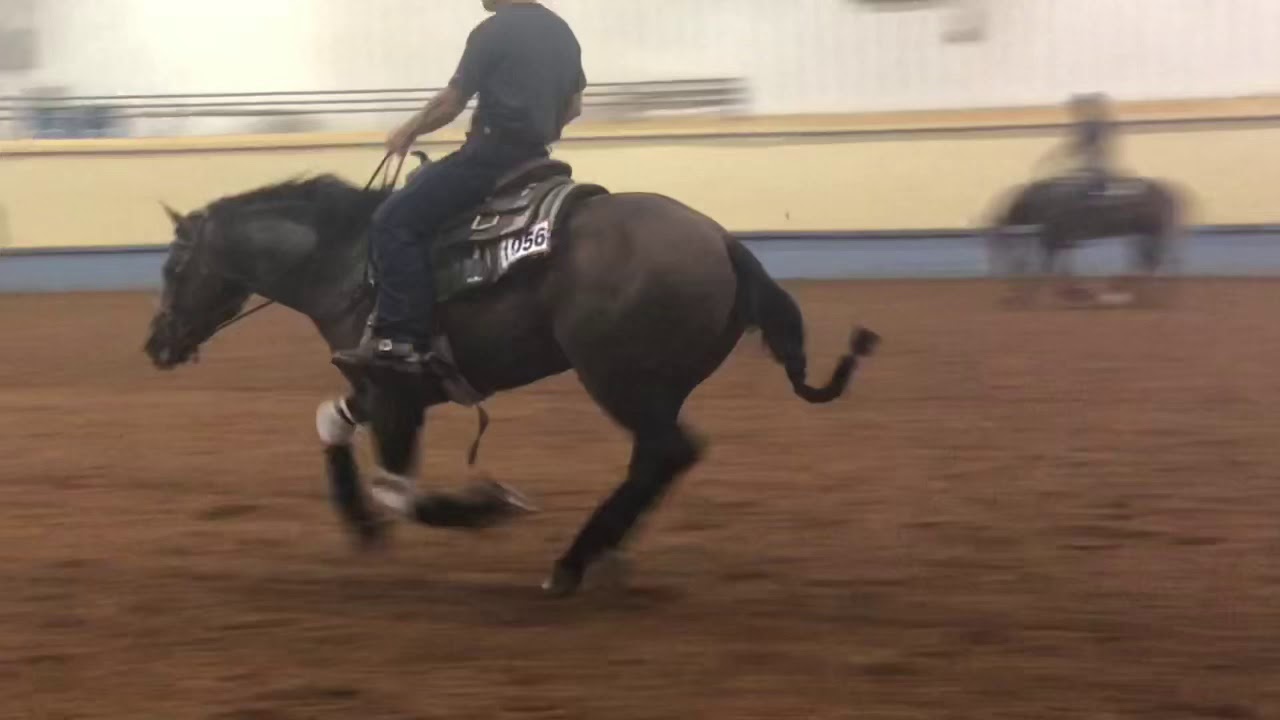 Einsteins Lil Prize 4yr reining horse for sale YouTube