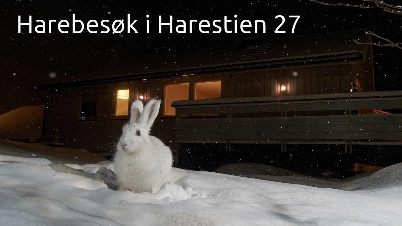 Harebesøk ved fuglebrettet