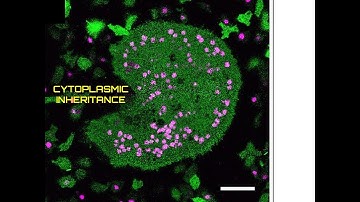 Cytoplasmic inheritance (Chloroplast inheritance)