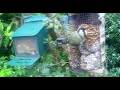Coal Tit Birds On Spring Sunday Visit To My Cottage Garden Scone Perth Perthshire Scotland