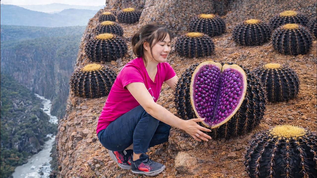 Harvesting Giant Wild Cliff Cactus to Sell | Cutting Open a Giant Purple Heart Fruit