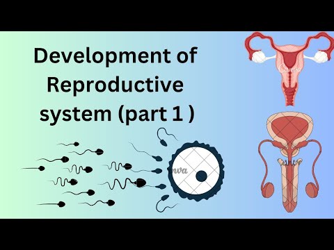 Development of reproductive system ||development of gonads part 1 ...