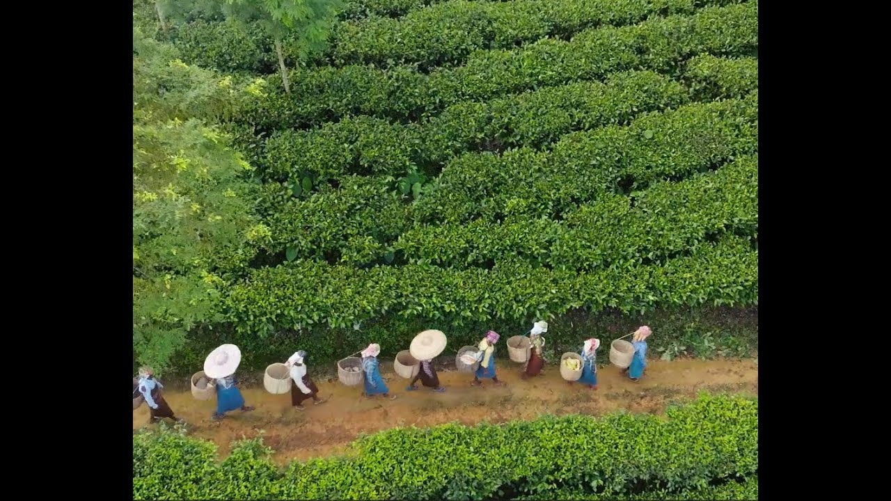 Goodricke Corporate Video